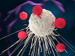 T cells attacking a cancer cell